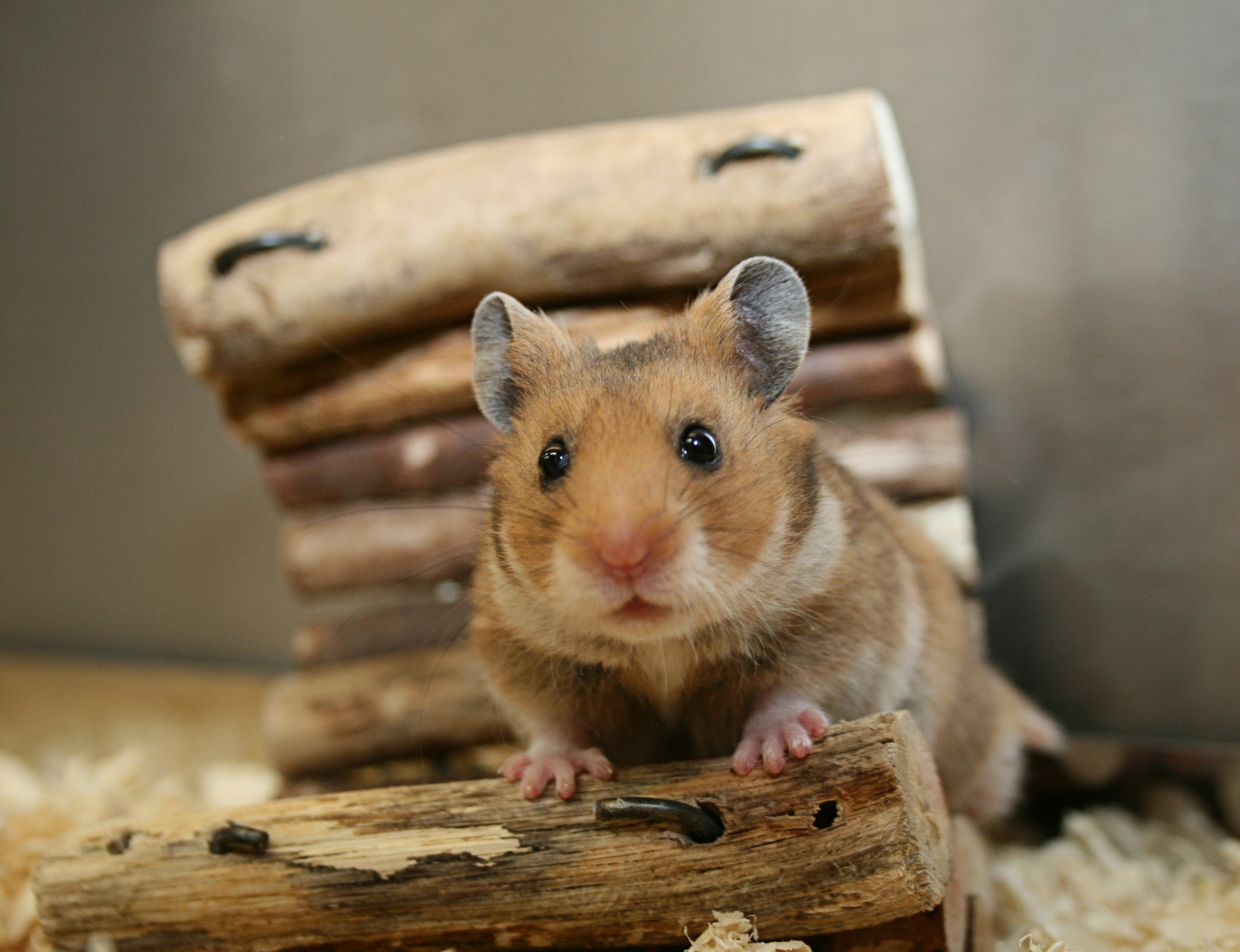 little hamster on a log