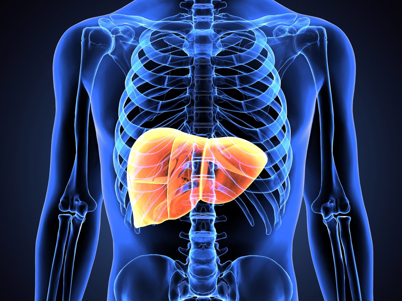 illustration of liver
