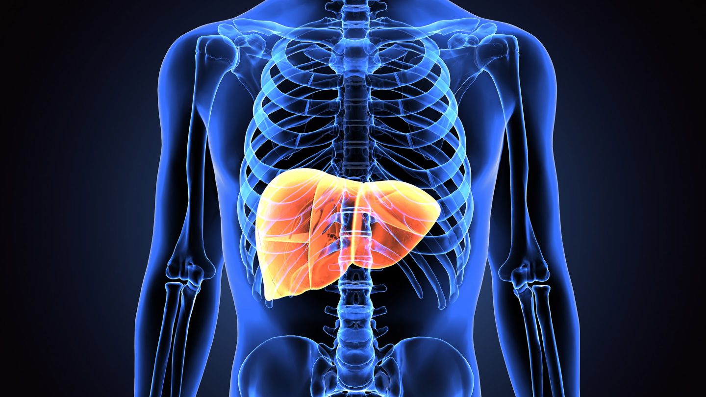 illustration of liver