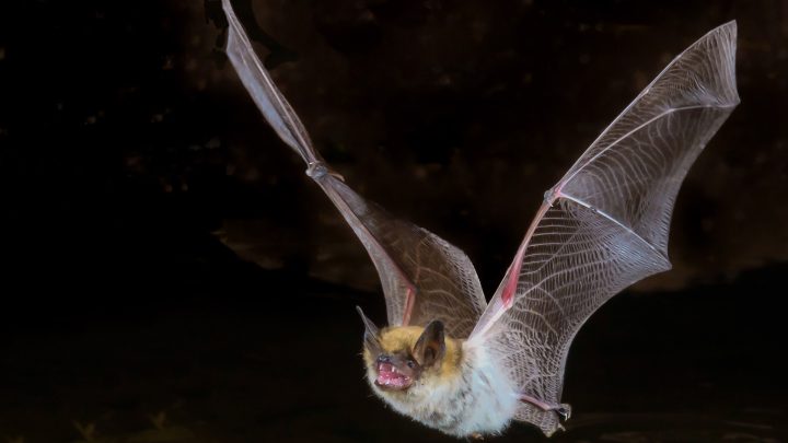 bat using echolocation in flight