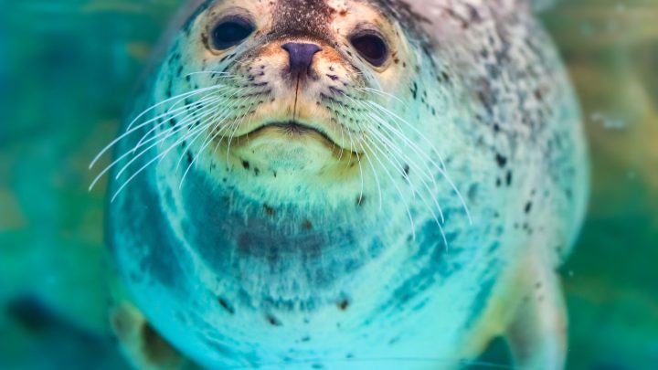 close-up of seal with whiskers it uses to hunt