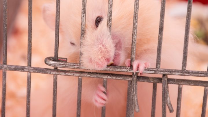 Fierce Syrian hamster gnawing on its cage bars