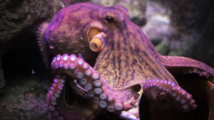 octopus in aquarium