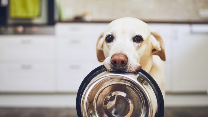 A dog holding a bowl, waiting for food