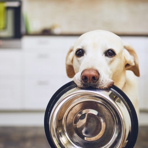 A dog holding a bowl, waiting for food