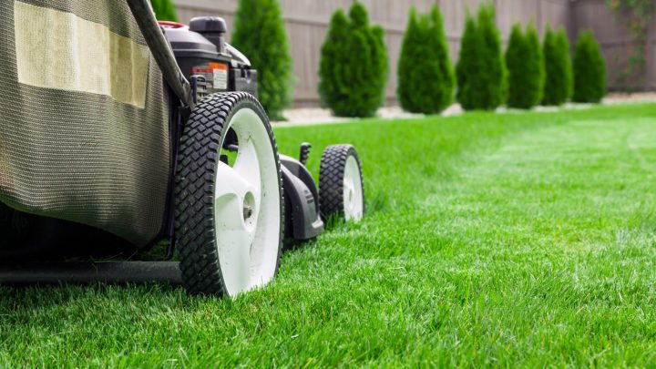 Lawn mower cutting green grass in backyard.