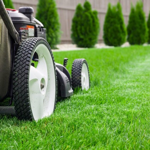 Lawn mower cutting green grass in backyard.