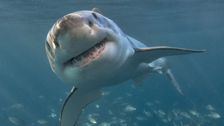 shark in the ocean